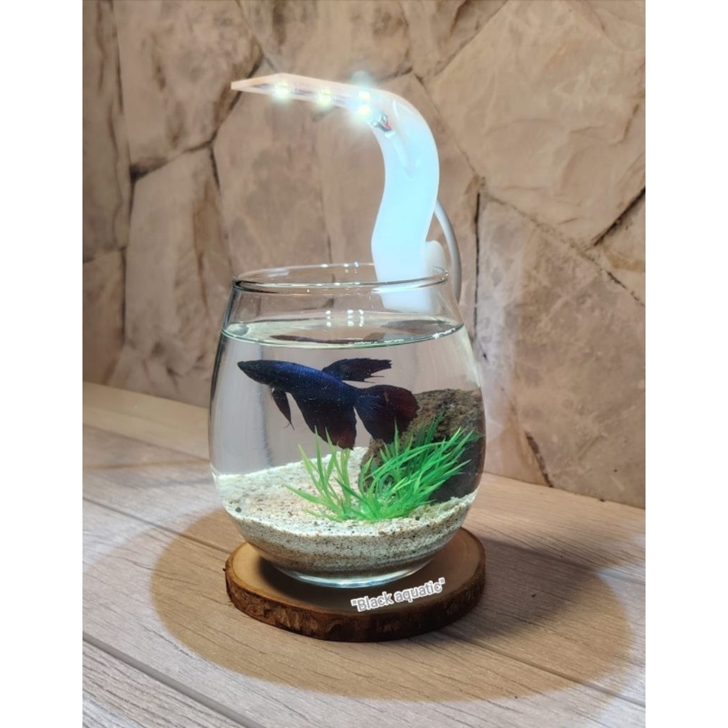 Aquarium mini gelas kaca bulat aesthetic 1 set lengkap plus lampu/Aquarium ikan cupang/Aquarium ikan