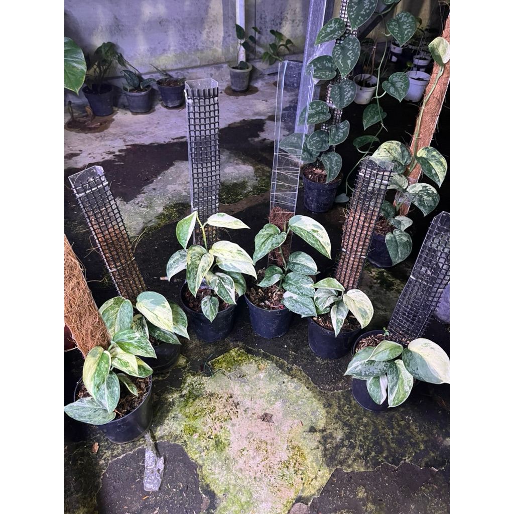 scindapsus exotica varigata
