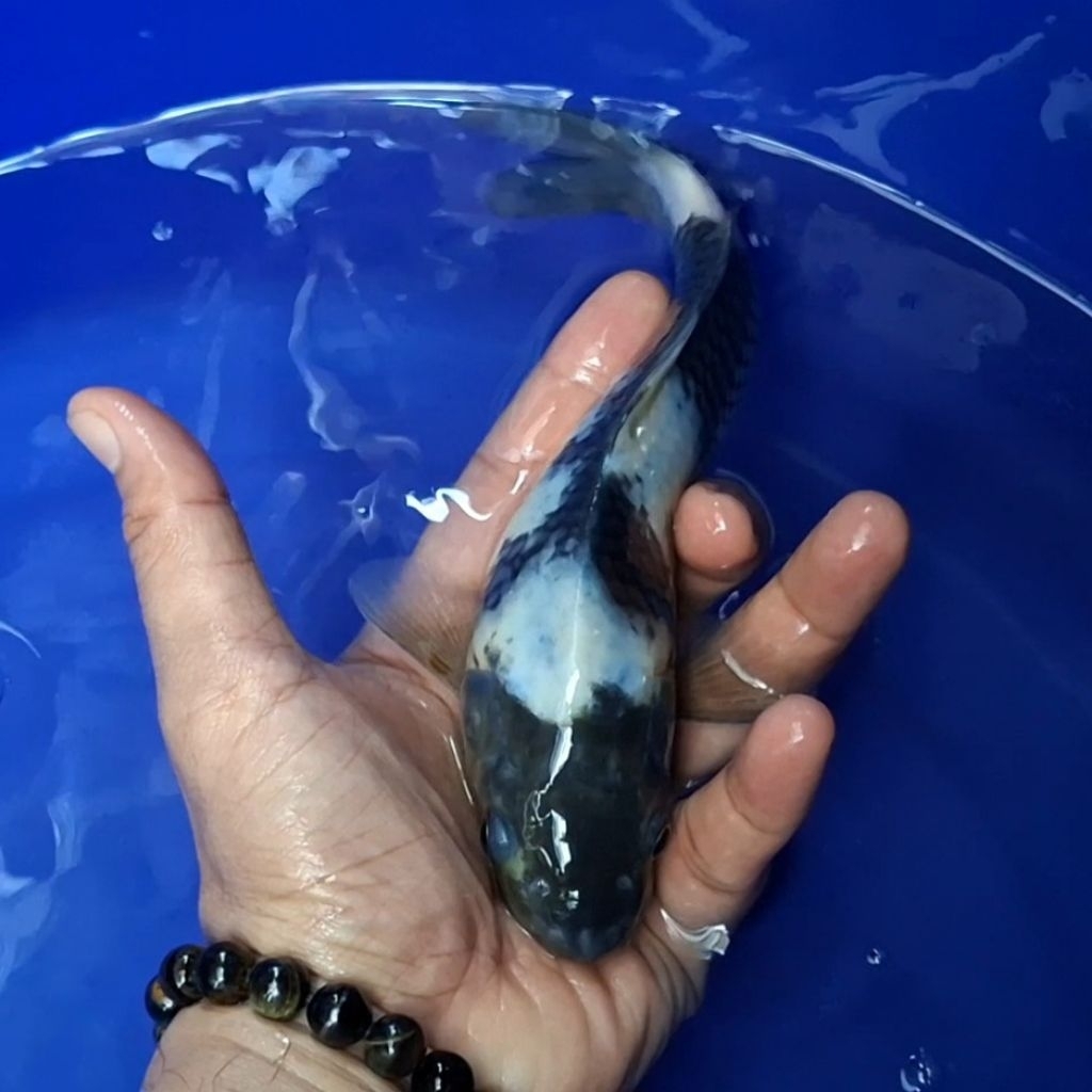 Ikan Koi Blitar Jenis Shiro / Rumah Koi Jakarta / kode 0010