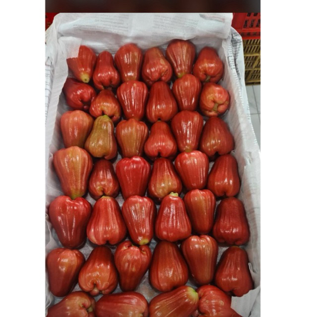 JAMBU CITRA DEMAK maniss segerr!!
