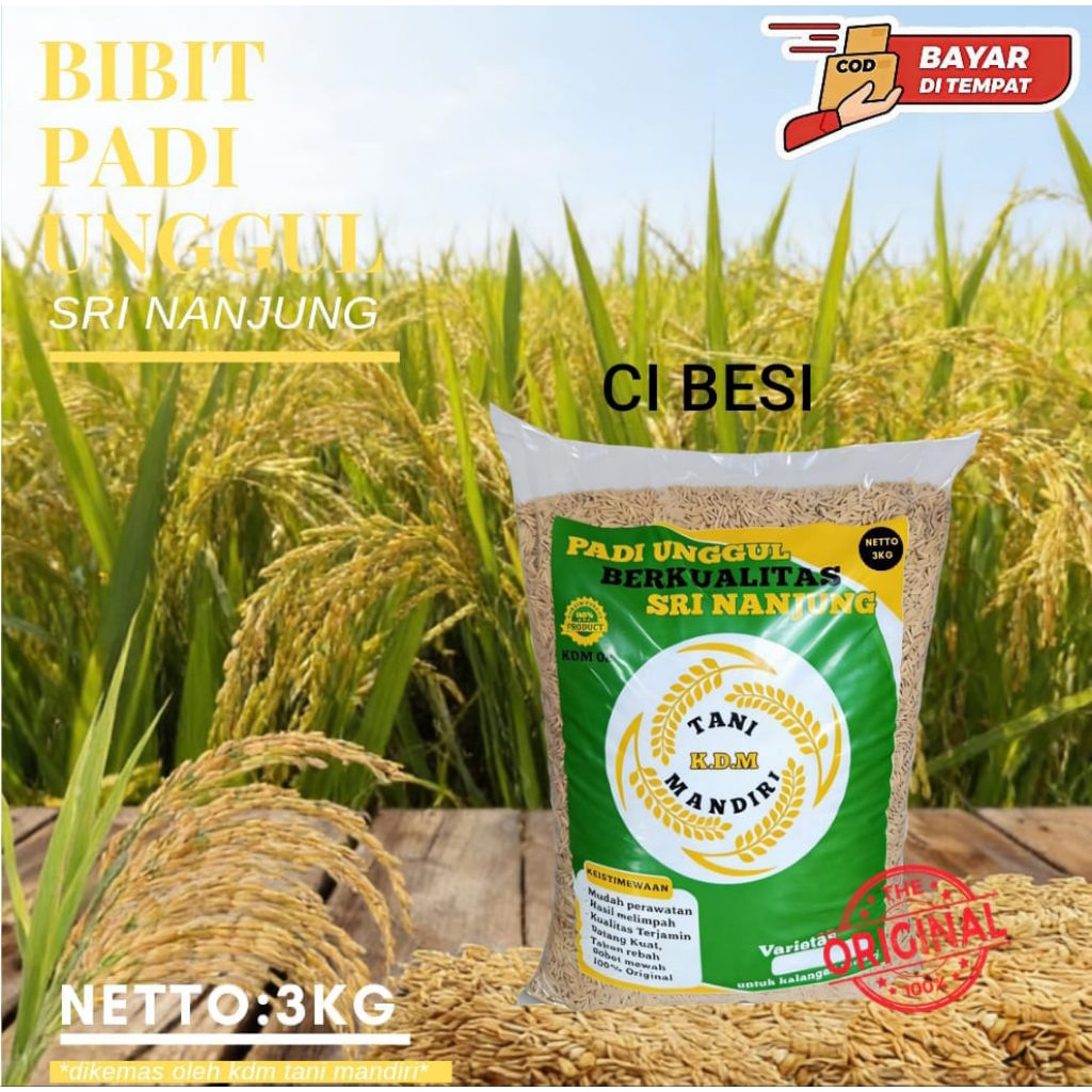 BENIH PADI BIBIT PADI UNGGUL (CIBESI) KEMASAN 3KG