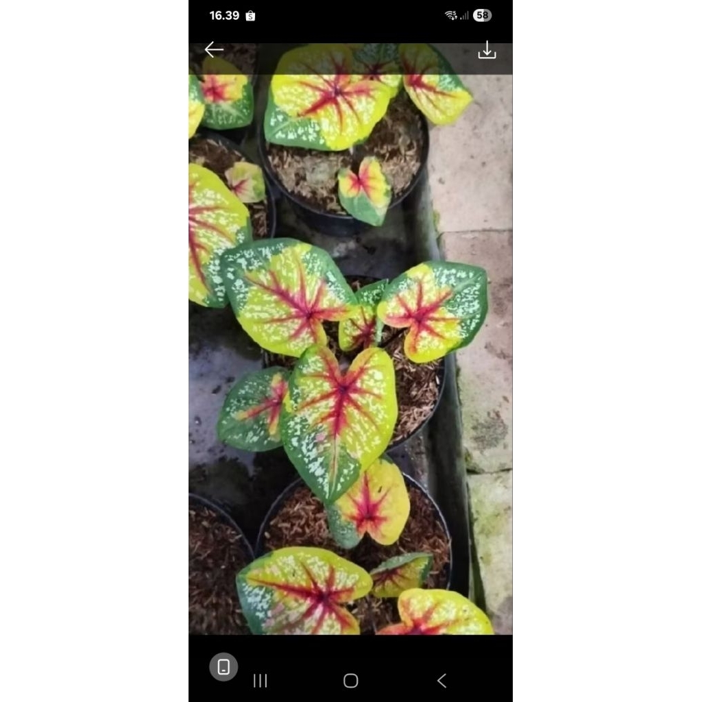 Tanaman Caladium thailand kesopumrin anakan remaja