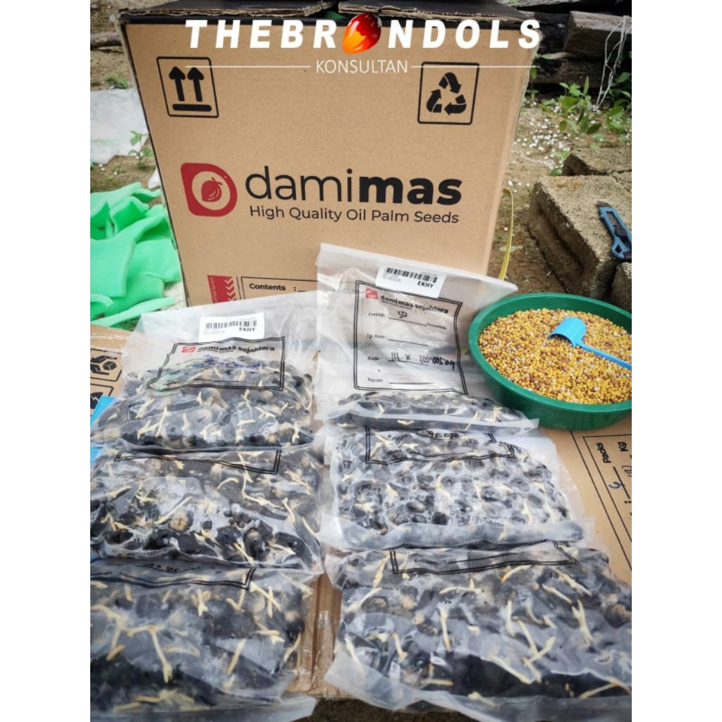 Bibit sawit unggul berkualitas DxP DAMI MAS bersertifikat siap semai