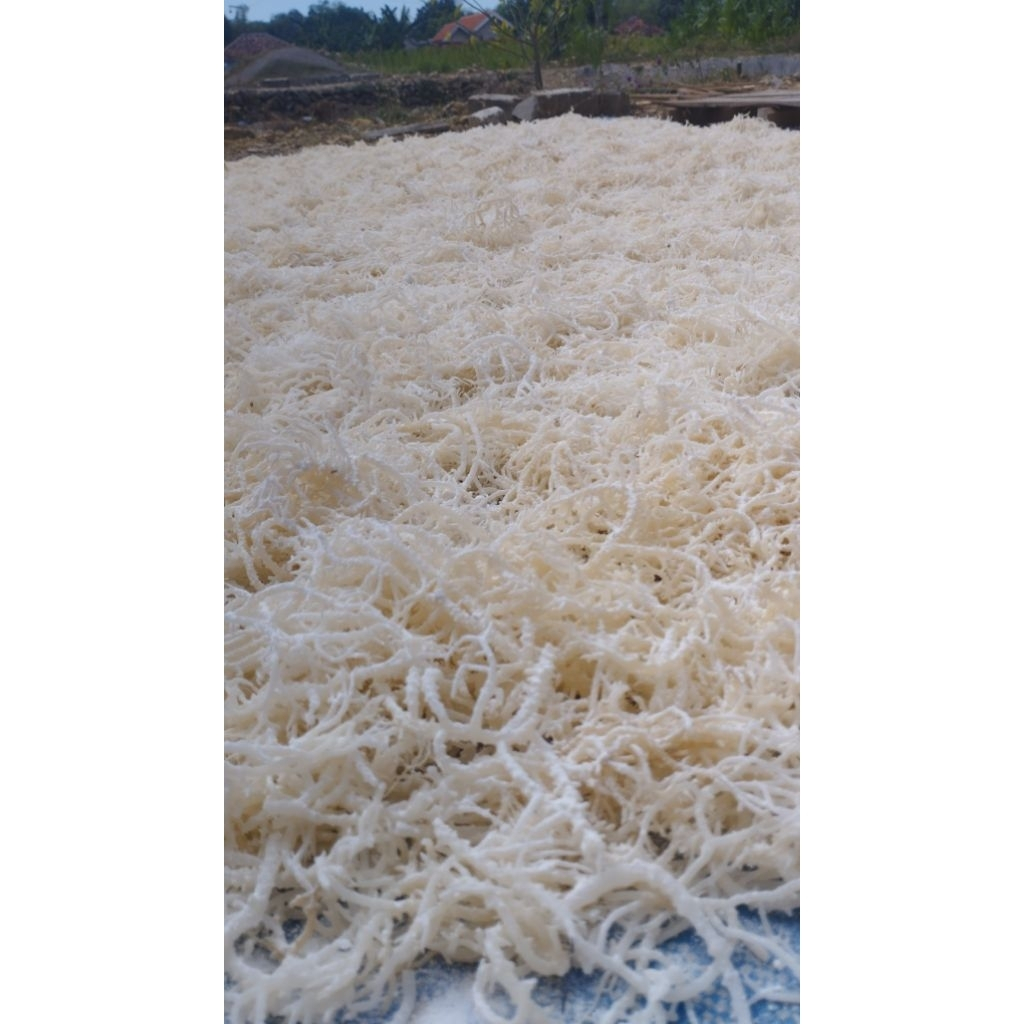 20Kg Rumput Laut Kering Untuk Es Dan Agar-Agar