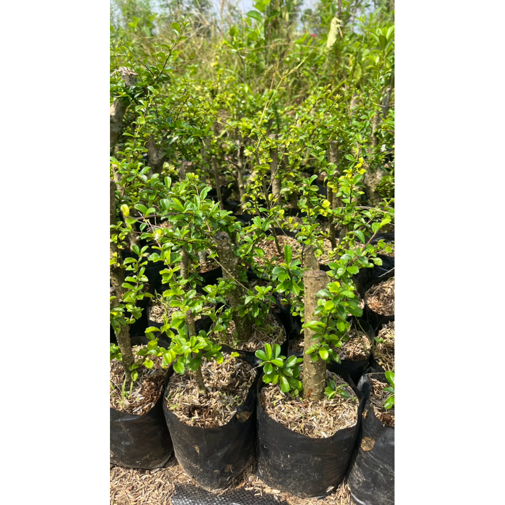 HOKIANTI BUNGA SETEKAN BAHAN BONSAI