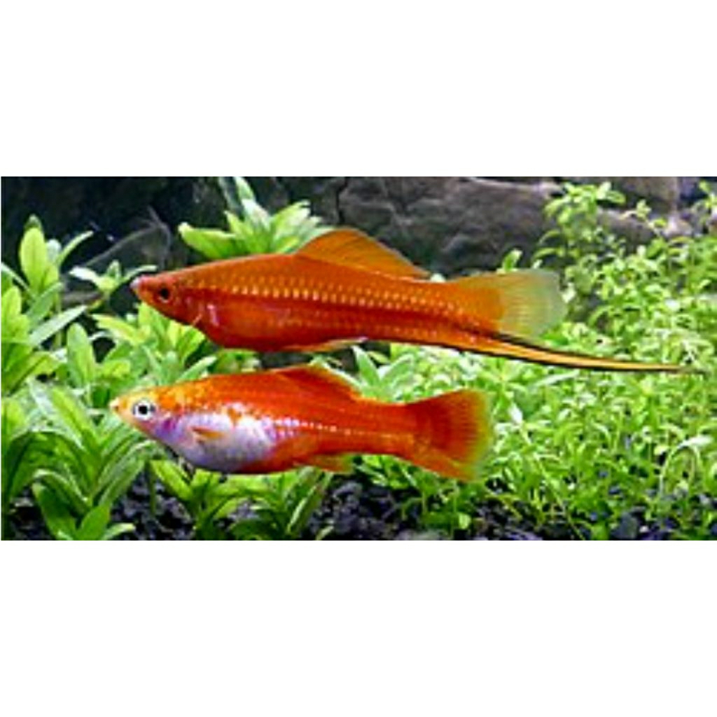 ikan platy ekor pedang