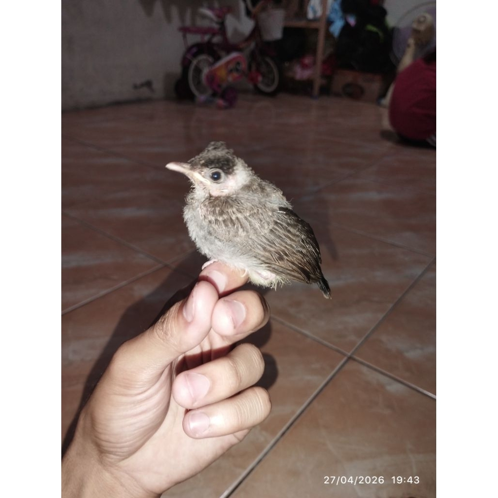 Anakan Burung Kutilang Lolohan, Lolohan Burung Kutilang
