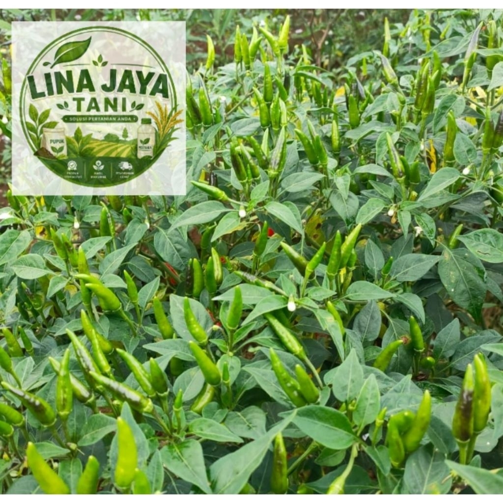 Bayar Di Tempat 100 Biji Benih Cabe Rawit Hijau Super Pedas