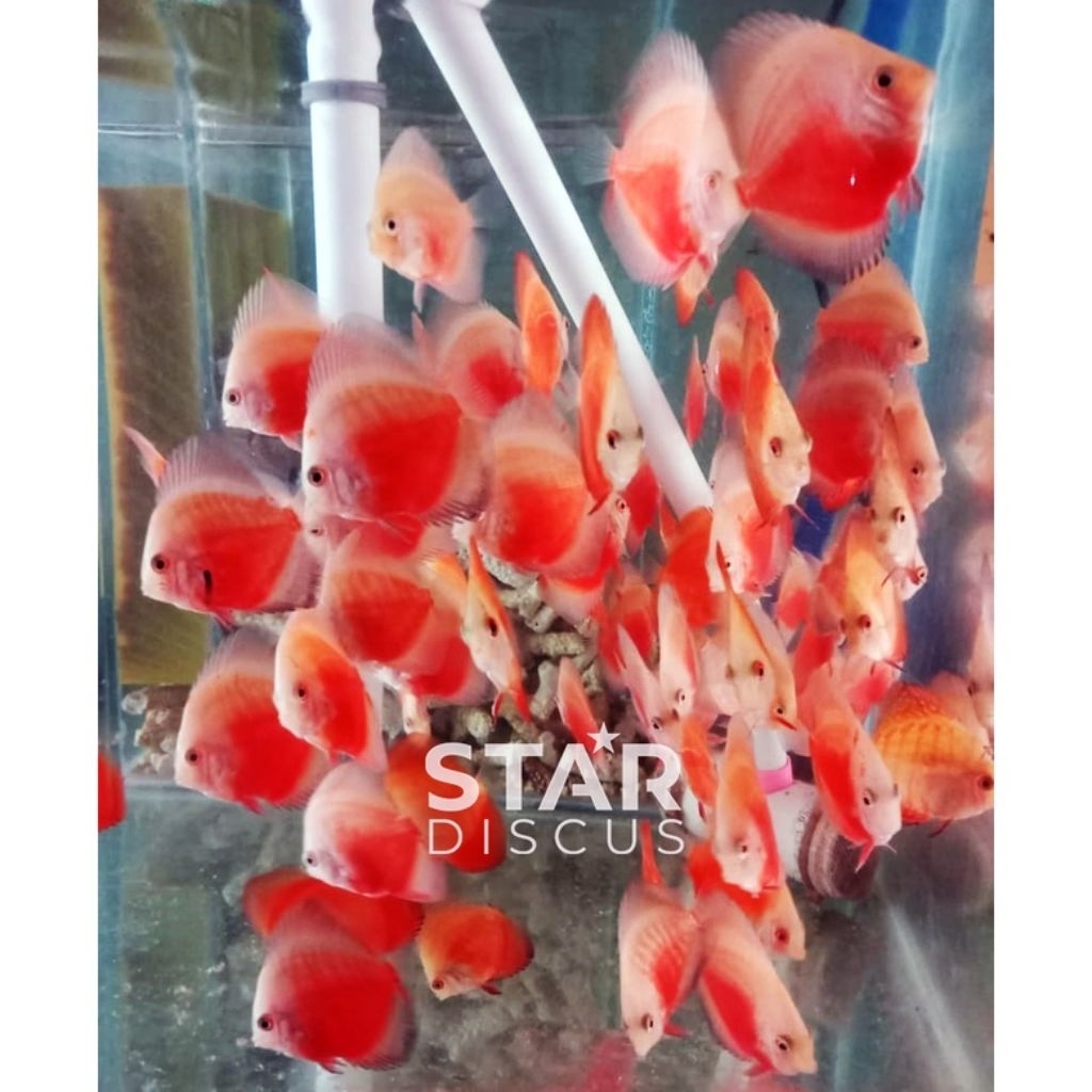 Aksesoris Red White Discus