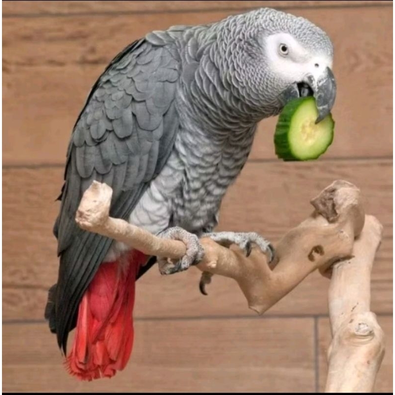 Telur Fertil Burung Kakatua 100% siap menetas