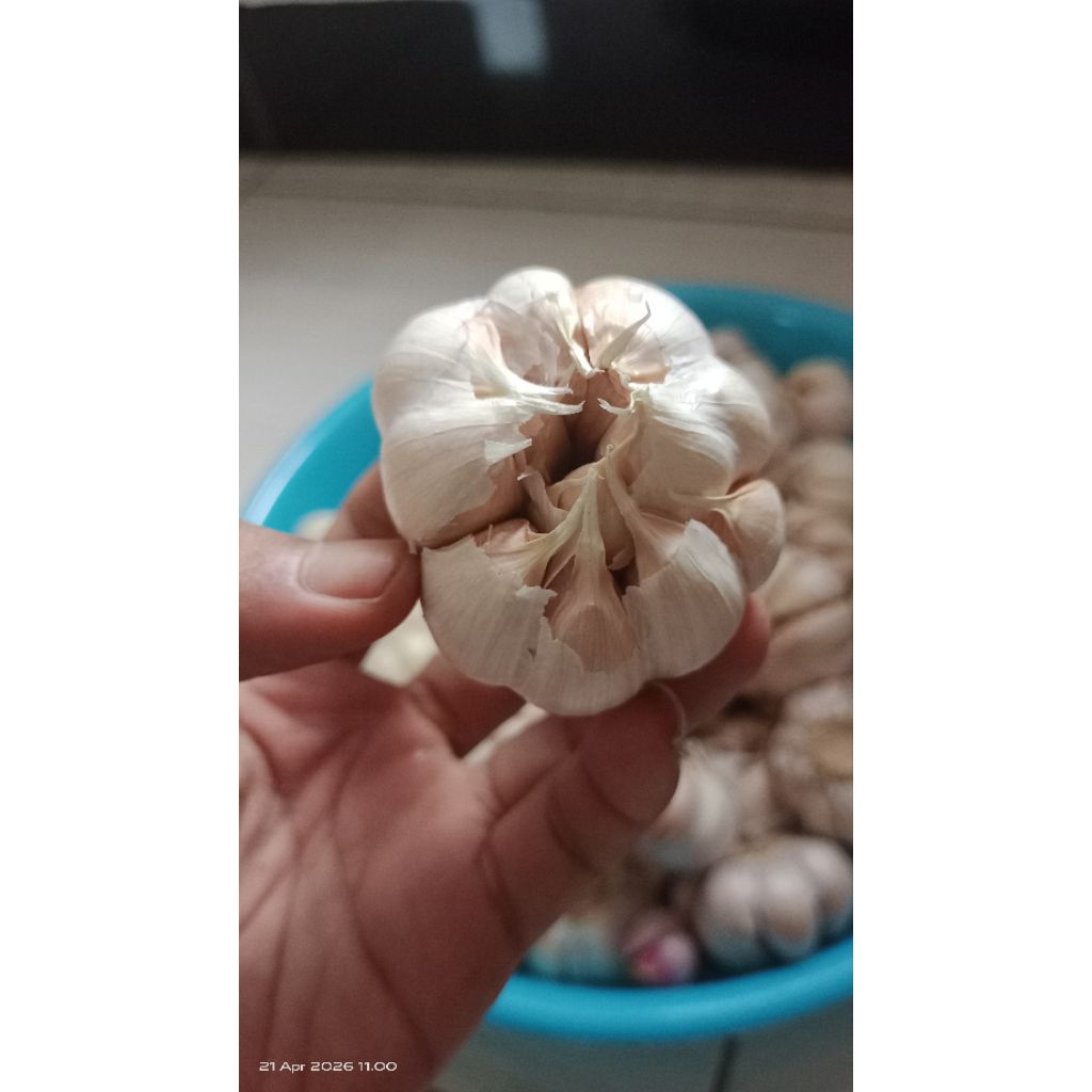 bawang putih karungan