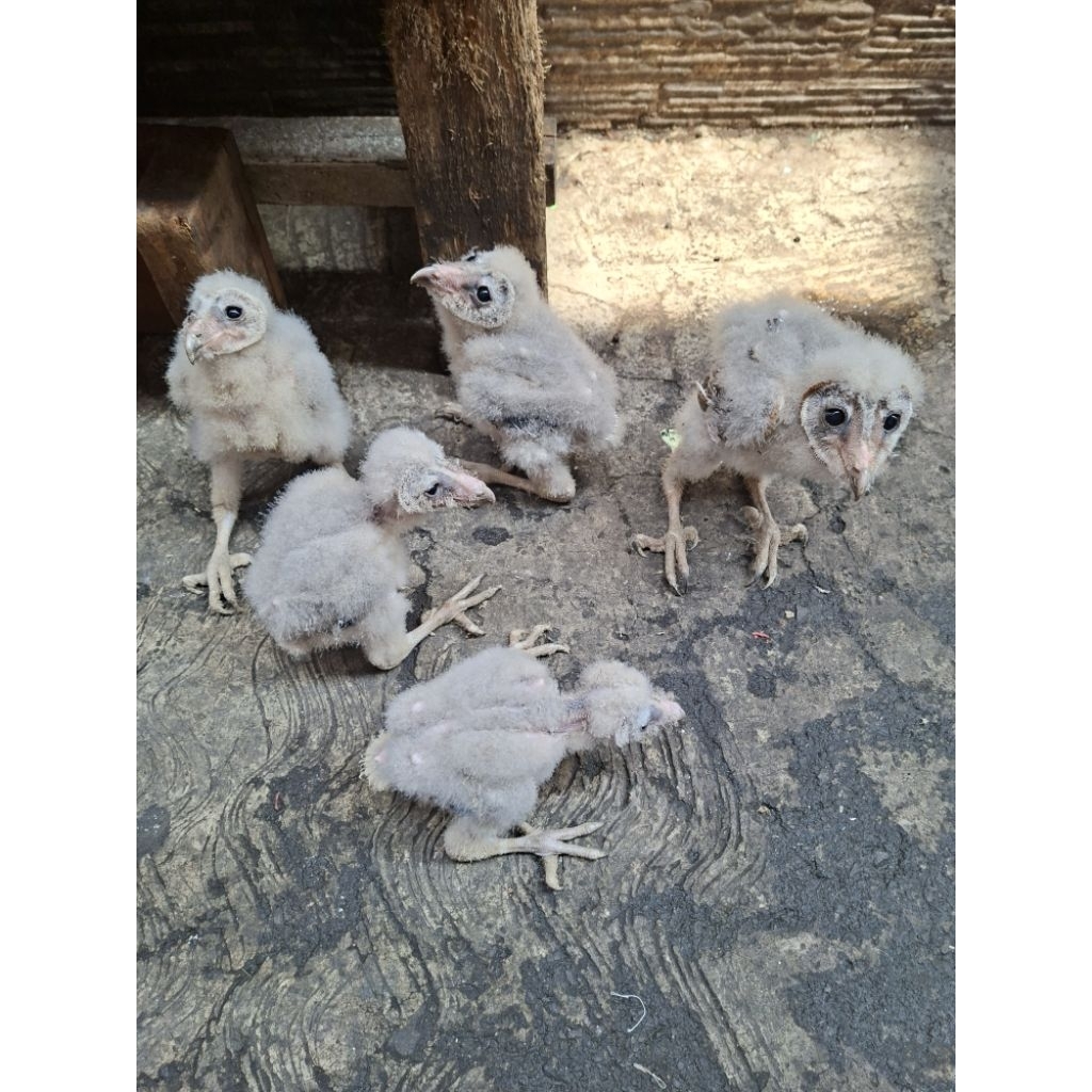 tyto alba