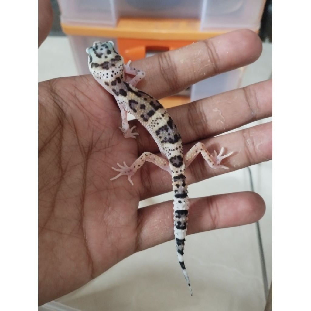 LEOPARD GECKO MAINAN BABY 3BULAN FREE KECOA TURKISH