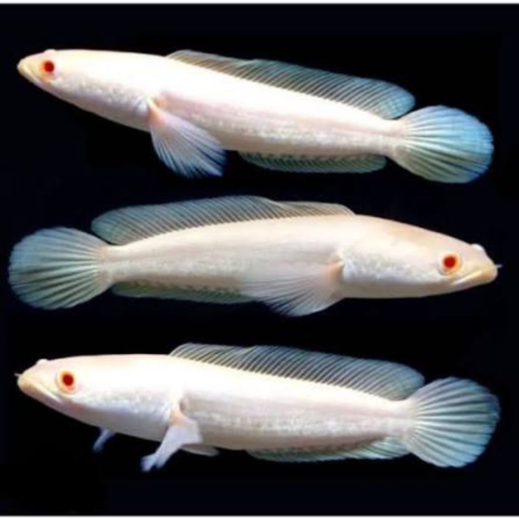 Hiasan Aquarium ikan Chana Striata Albino UK 5-6