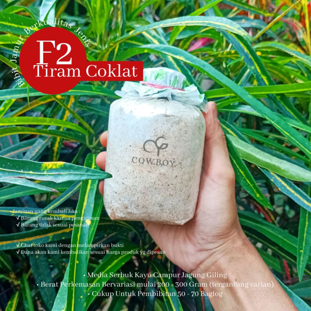 Bibit F2 Jamur Tiram COKLAT media serbuk jagung