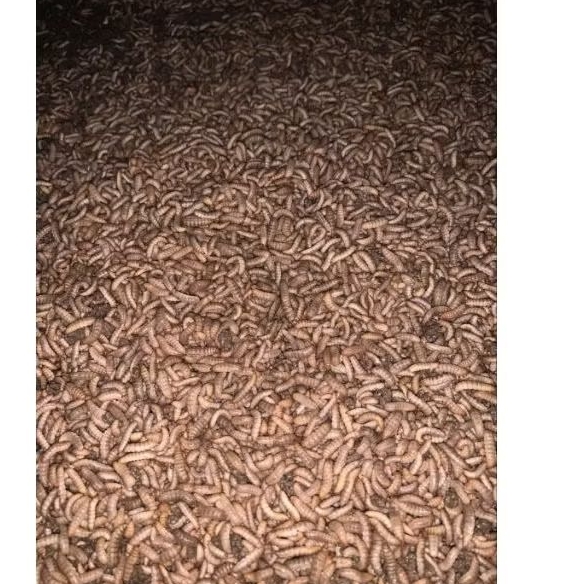 Prepupa Maggot BSF Berkualitas