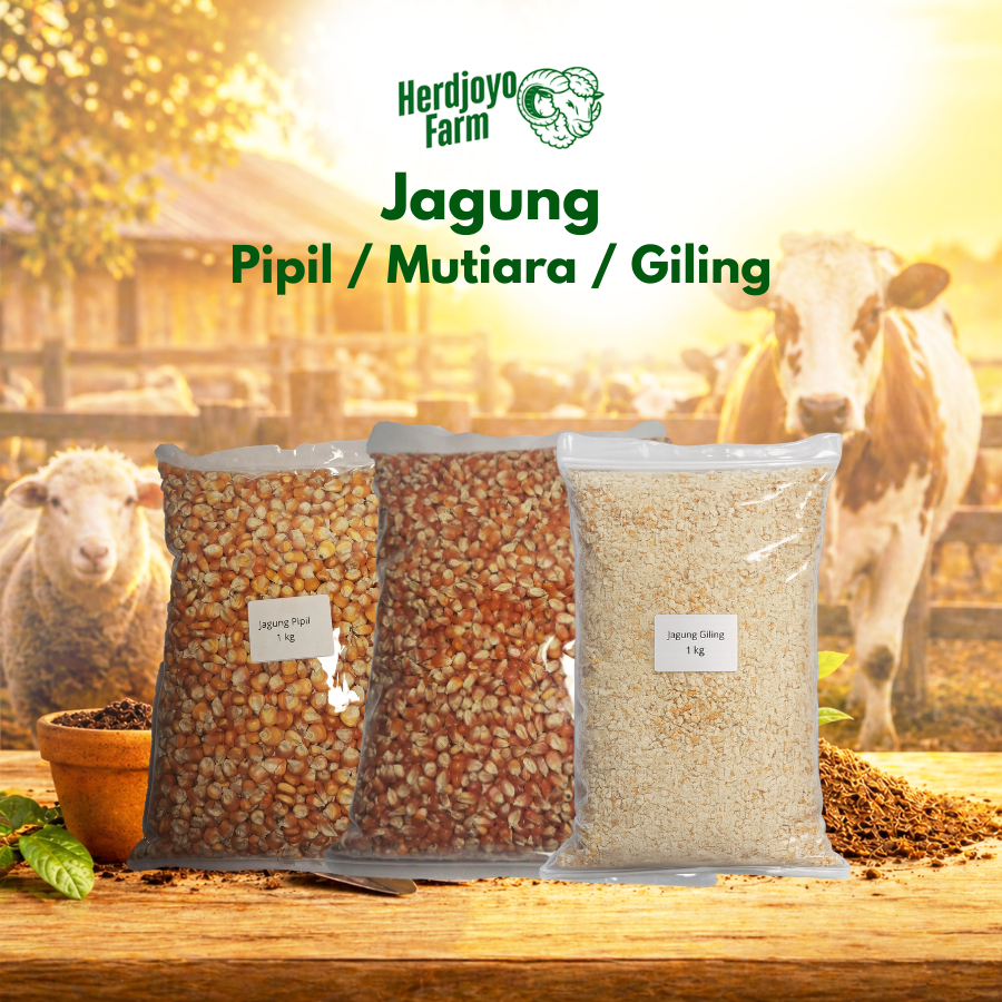 Jagung Pipil Kering Premium | Pakan Ayam, Merpati, Burung & Ternak | Jagung Mutiara Kering Premium |