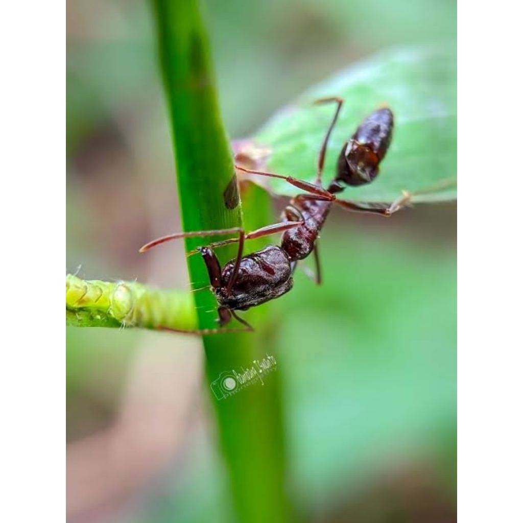 Queen Ants_Semut Banteng_Ratu Semut Produktif