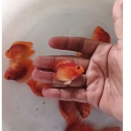Red Perot Tail Hiasan Aquarium