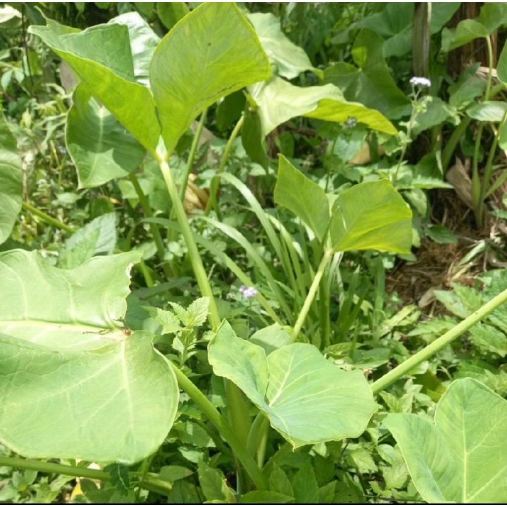 Bibit lompong sayur/talas