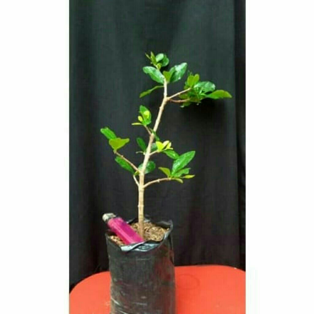 bibit sianci cery barbados bahan bonsai