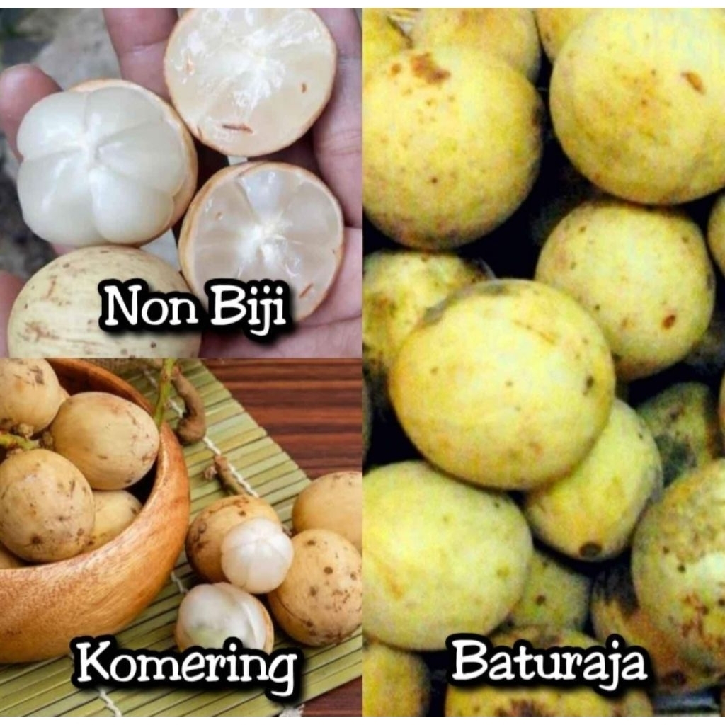 Bibit Duku Hasil Cangkok_Cepat Berbuah(Beli3 Gratis1)