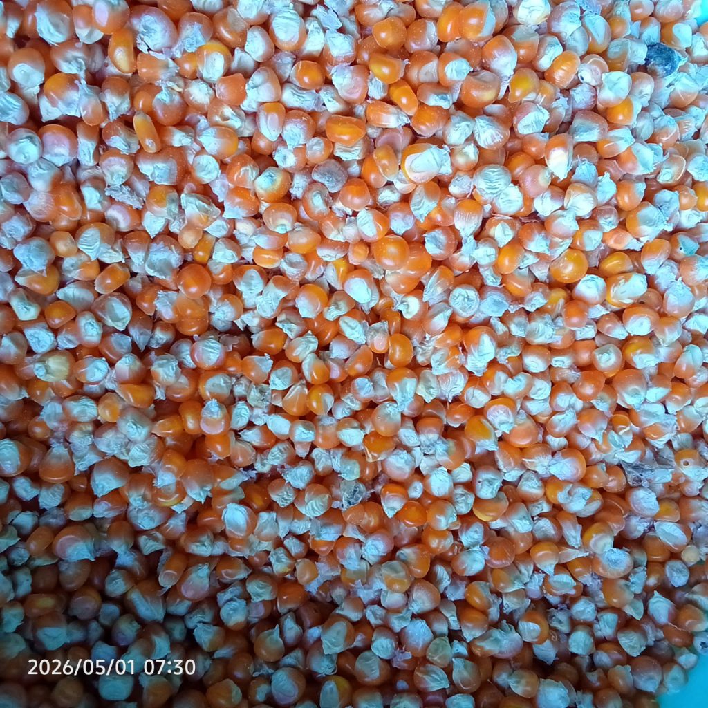 Grosir Jagung Pipil Kecil 3 Kg Pakan Merpati | Jagung Kecil Bersih Kering
