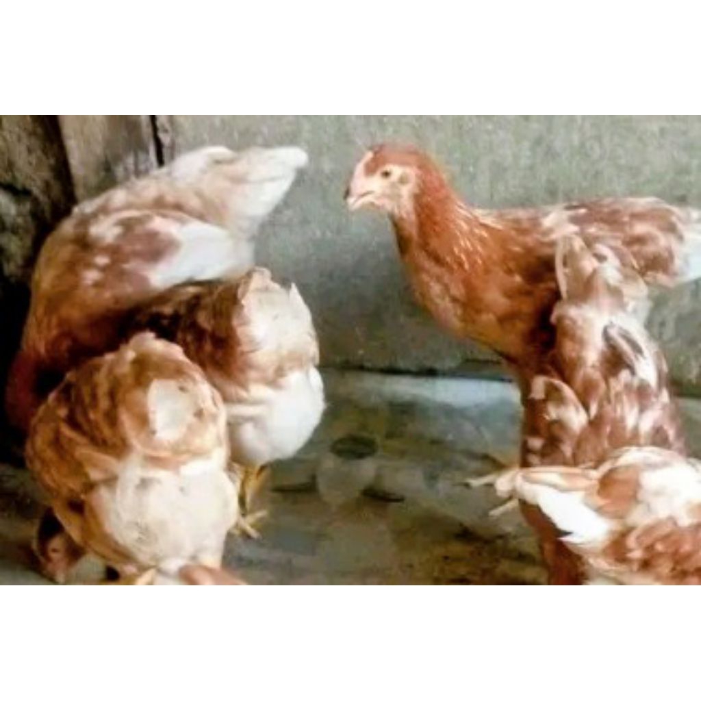 ayam petelur muda 3bulan