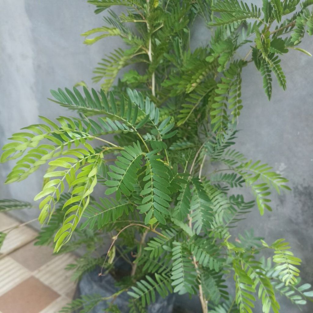 kaliandra bunga pink putih