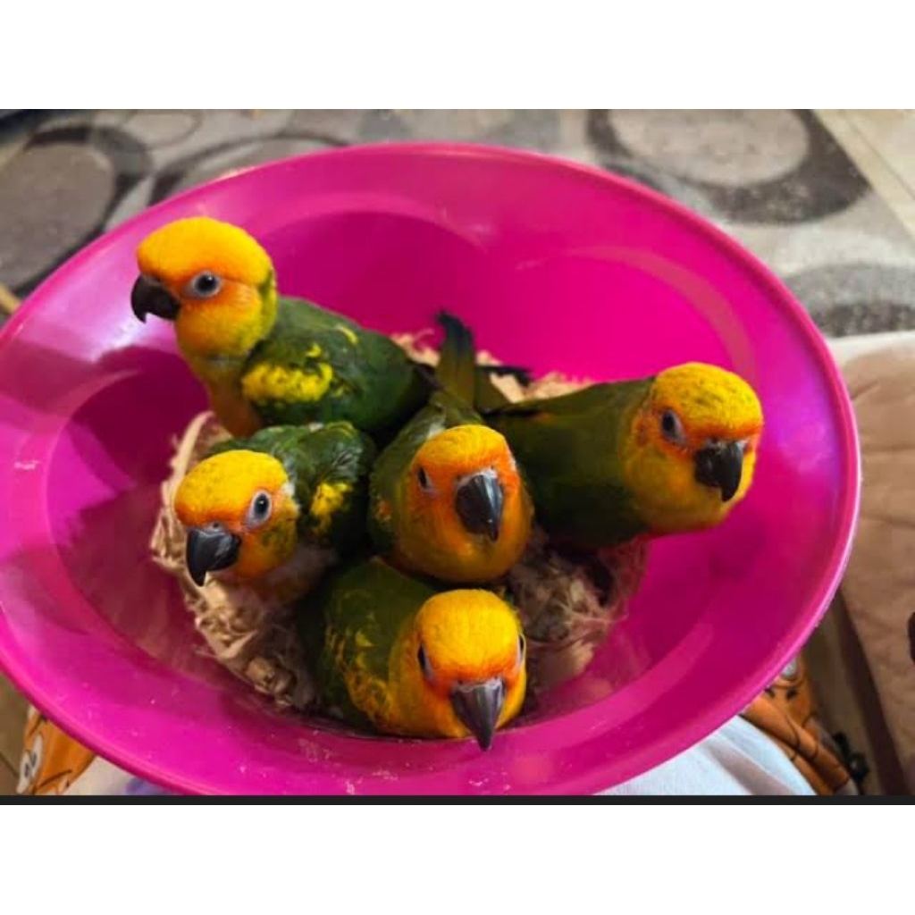 Burung sun conure anak lolohan