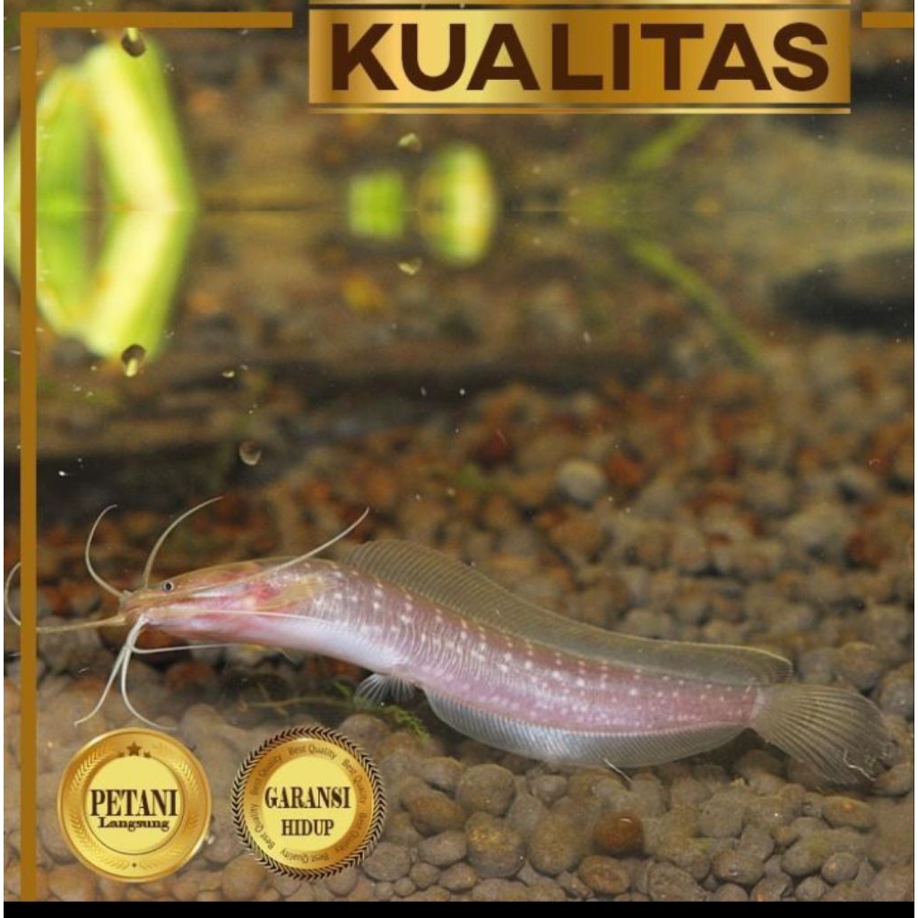 Lele Lembat Gondrong (XL) Ikan Hias Aquascape Hiasan Aquarium Tanaman Air Tawar