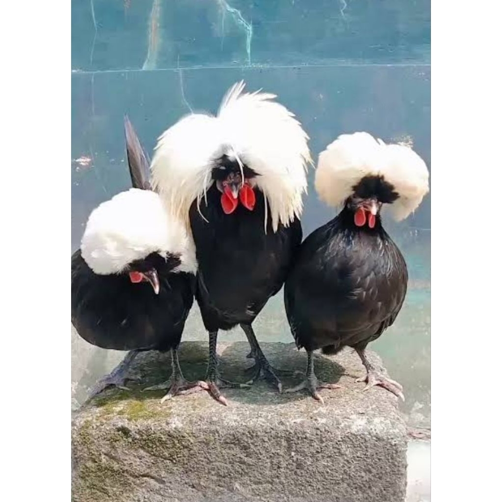 3 Ekor anak Ayam Poland