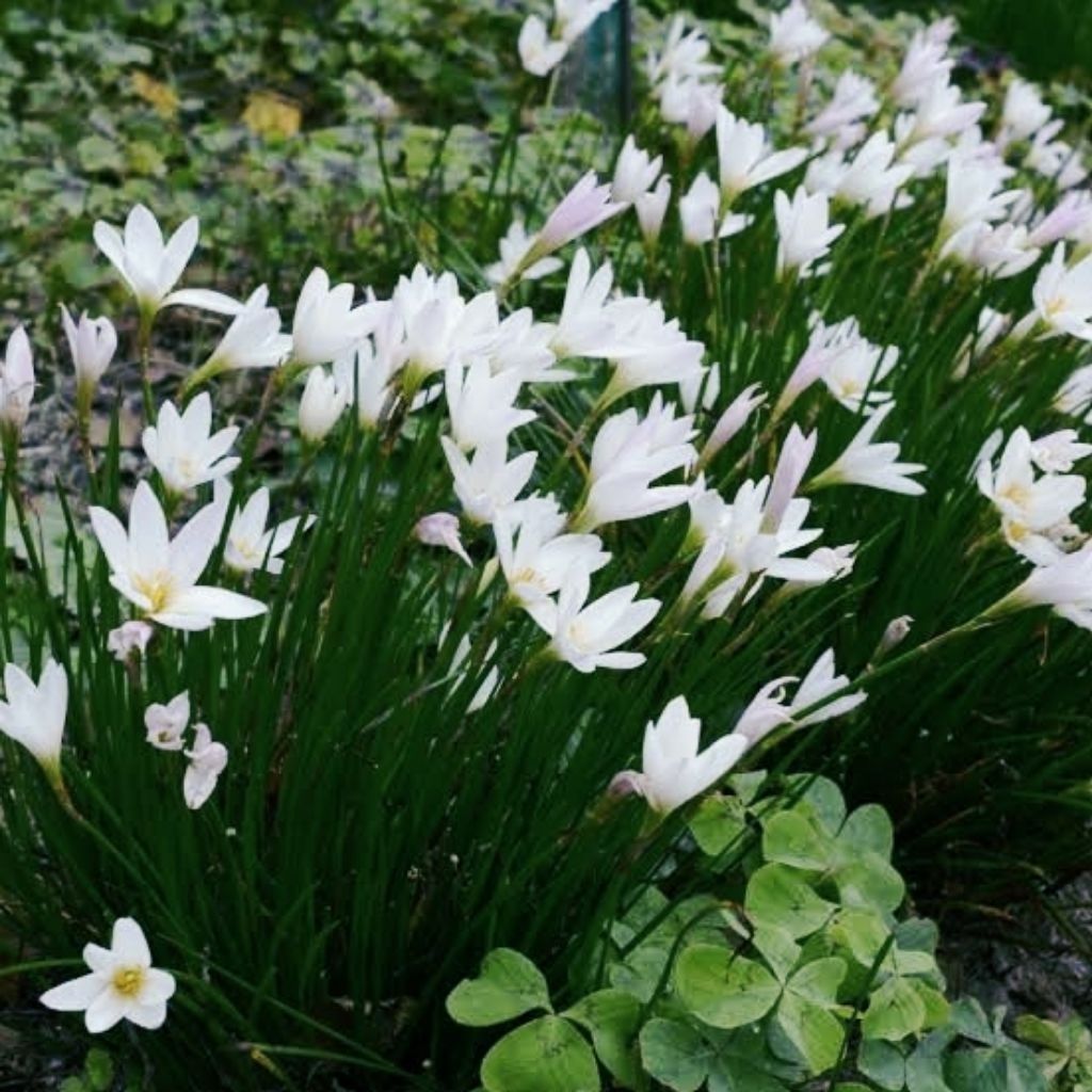 BUNGA RAIN LILY, ZEPHYRANTHES, WHITE RAIN LILY, LILY HUJAN PUTIH