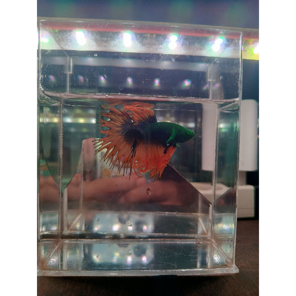 ACC Aquarium Hulk Series OHM CT