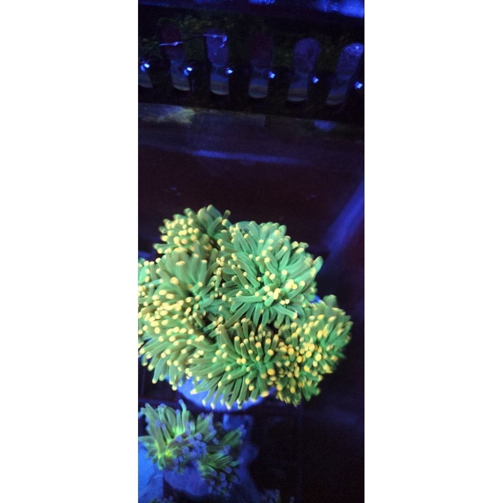 Torch hijau tip kuning