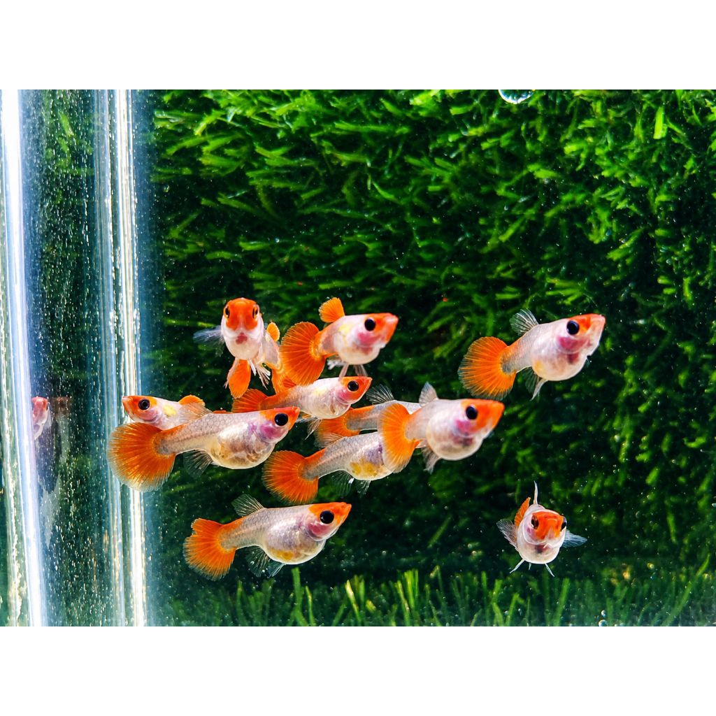 STIKER GUPPY TUXEDO KOI SB GB / TUXEDO KOI SHORT BODY GLASS BELLY