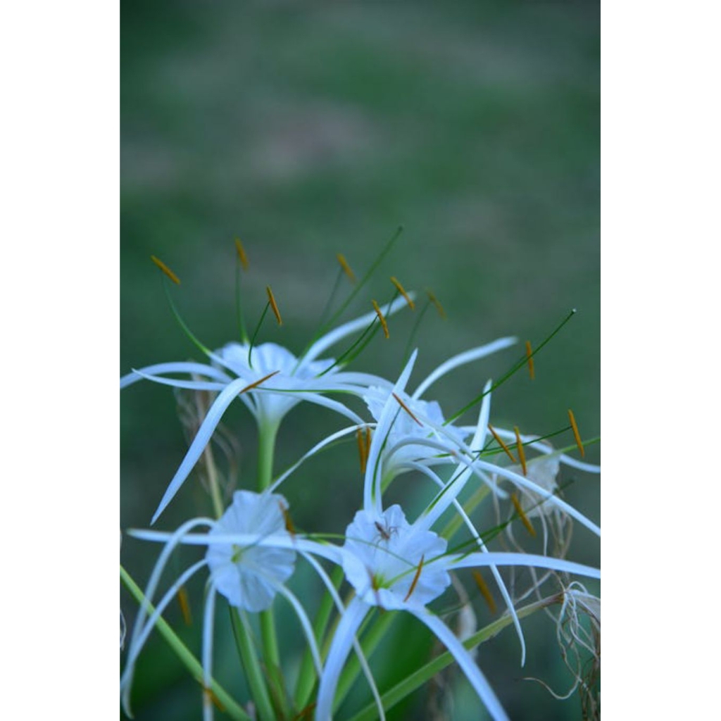 Bunga Spider Lily, bunga bakung SPIDER LILY putih