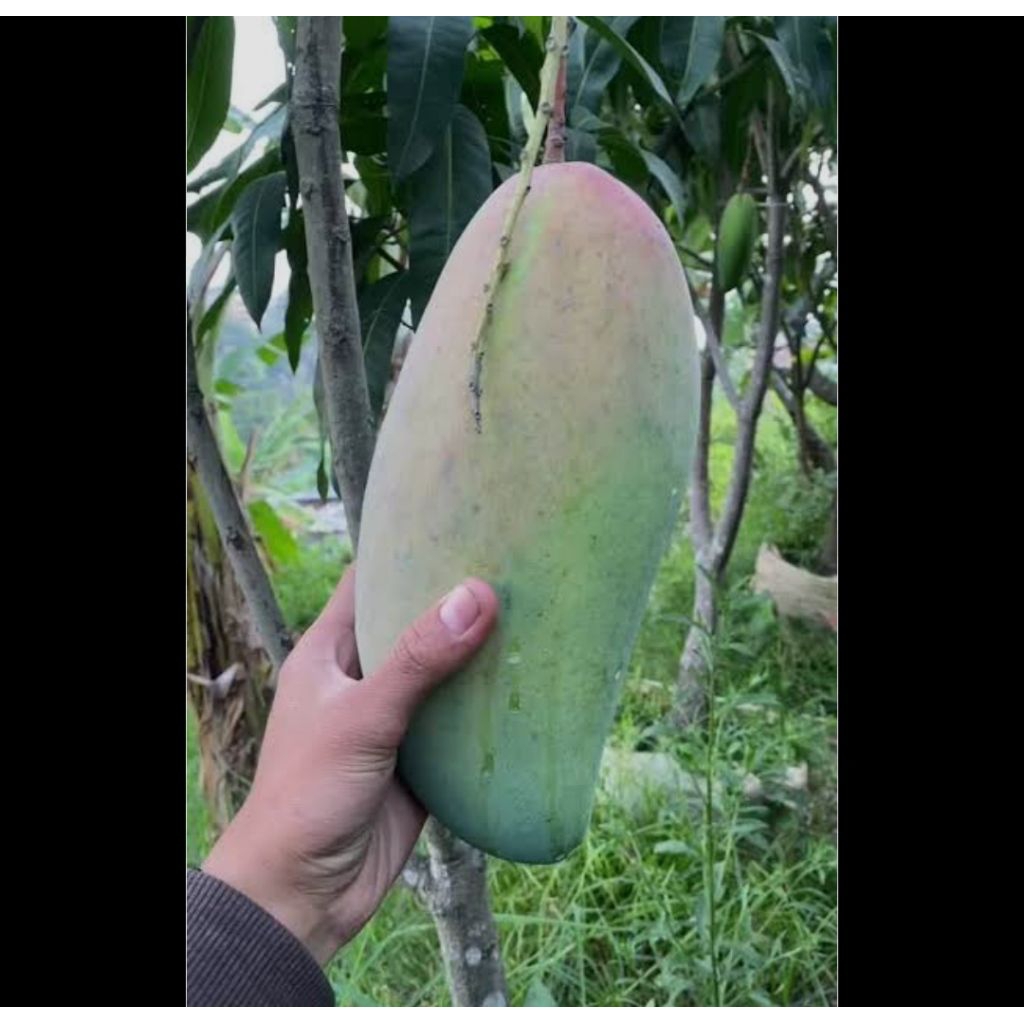 Bonsai tanaman mangga kiojay ( batang besar )