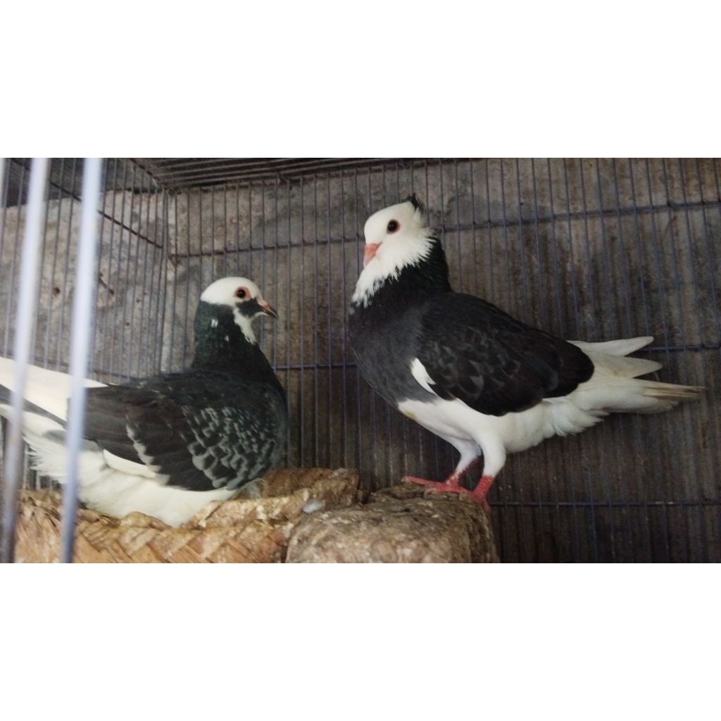 Merpati Balap Tinggi  Betina dan jantan. / ekor