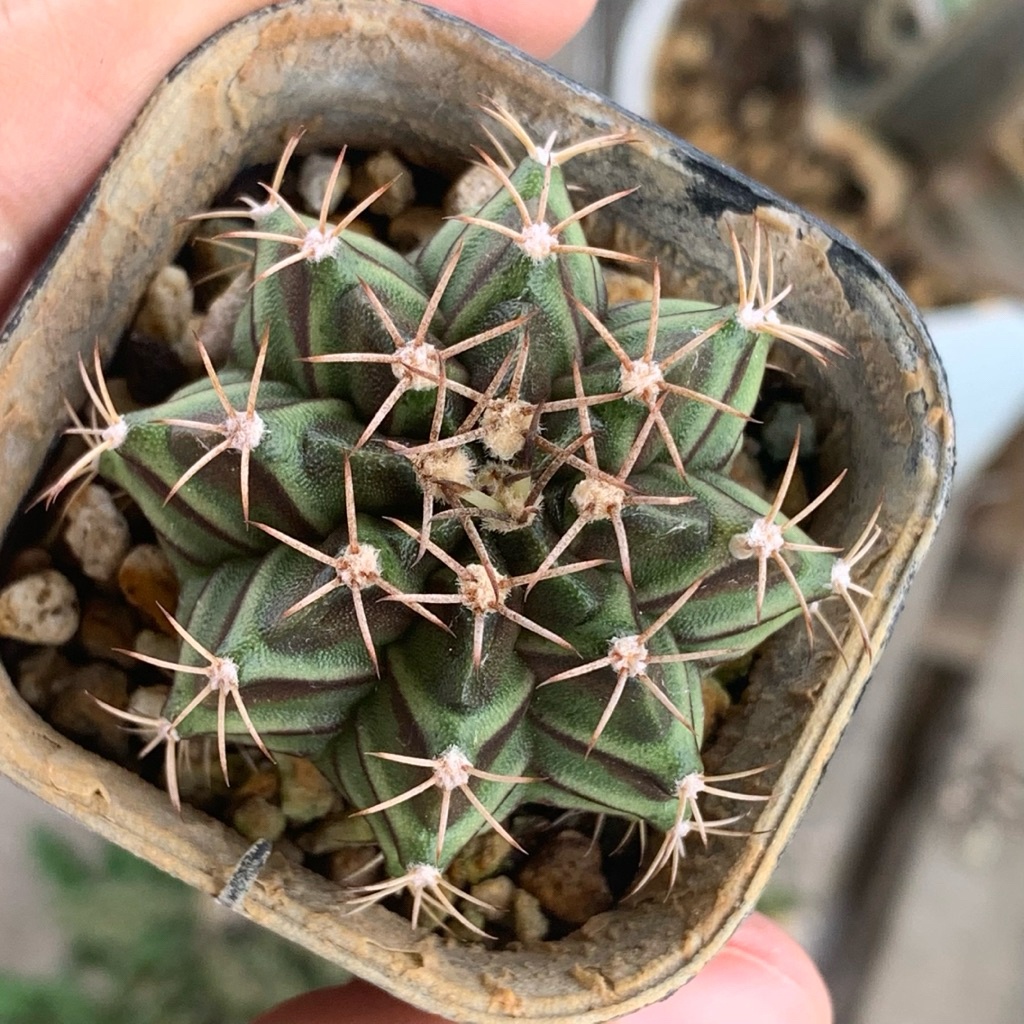 11q gymnocalycium Miha seeding mihanovichii miha gymno id  hybrid varigata kaktus gymno miha var tan
