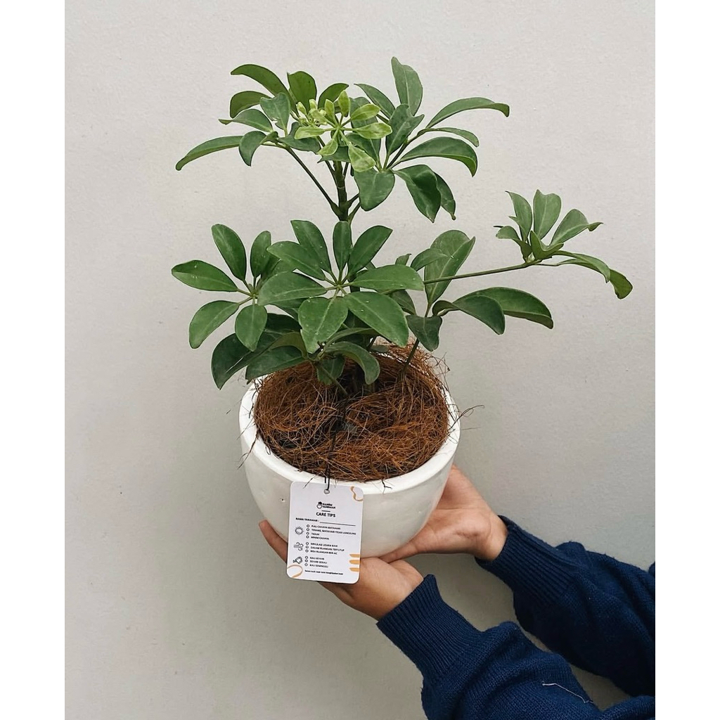 Tanaman hias walisongo daun hijau / Tanaman Walisongo