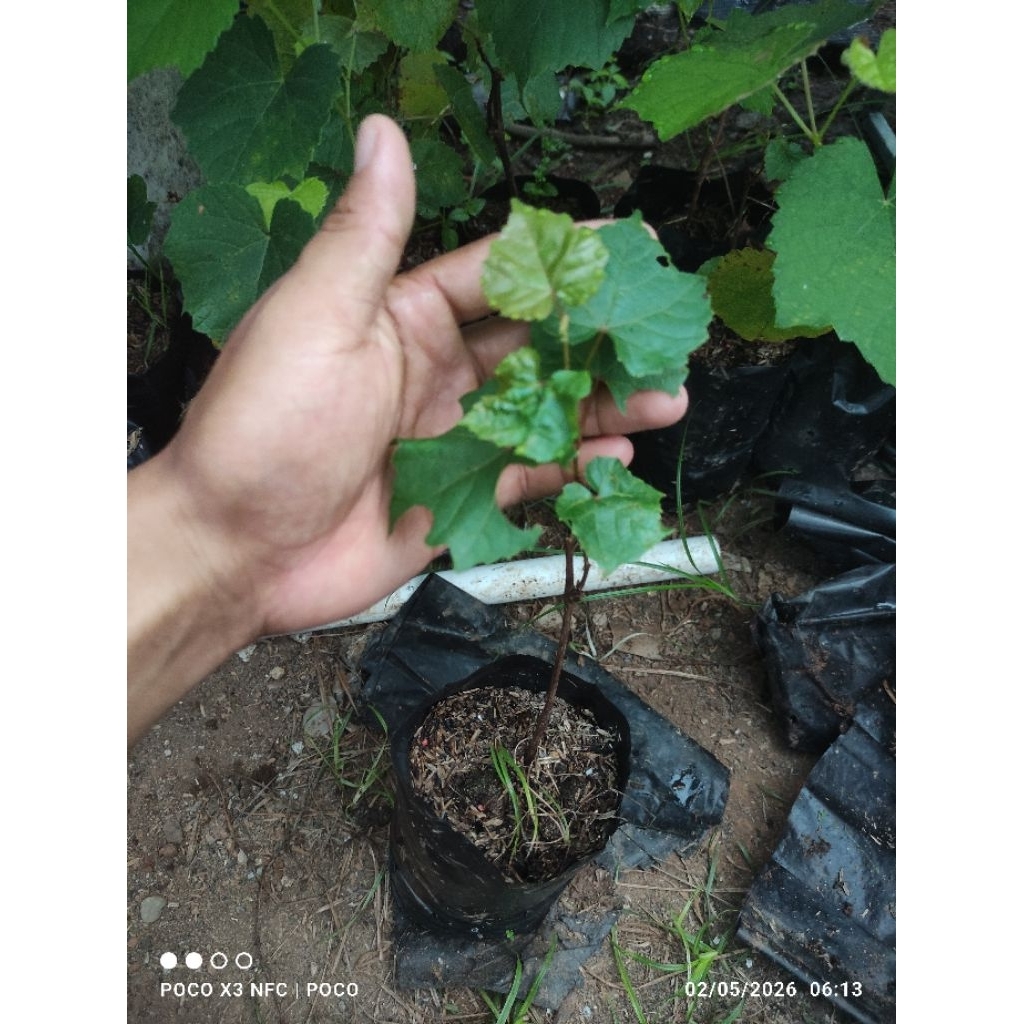 bibit rootstok  import Kober 5bb