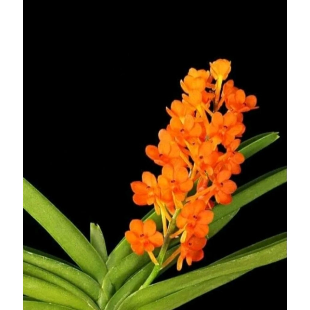 Anggrek Vanda mini siap berbunga
