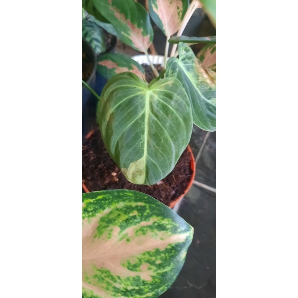 Melano Varigata 3 daun