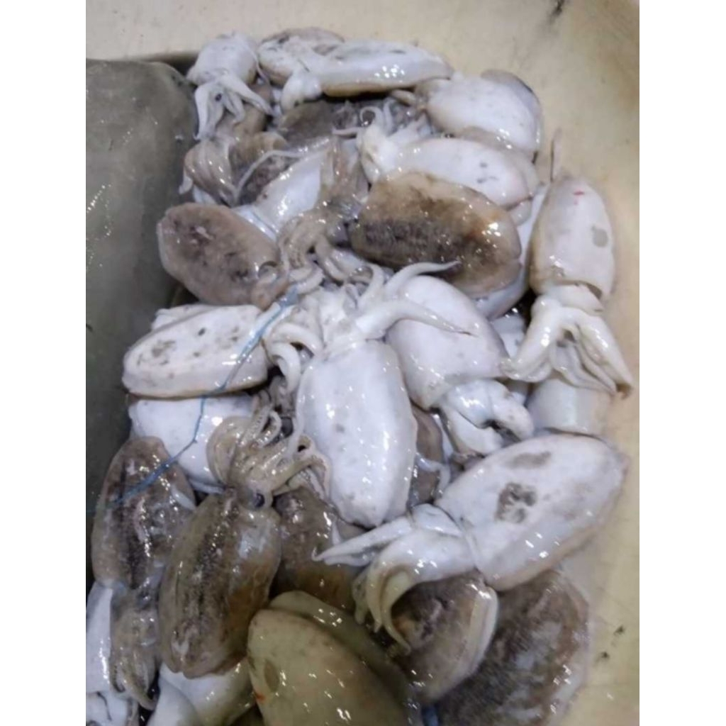 CUMI SOTONG CUMI BEKUTAK