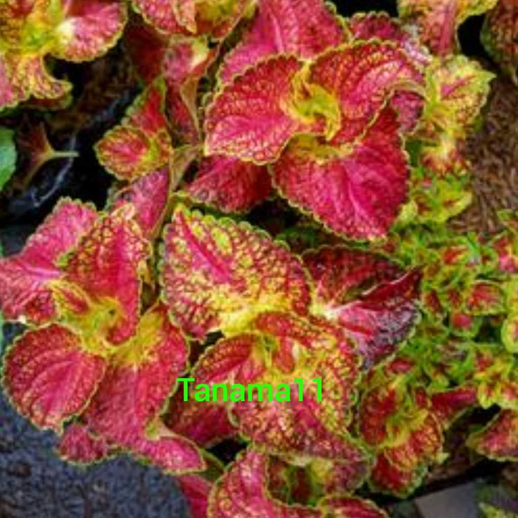 Tanaman miana arjuna merah rimbun cantik stok super