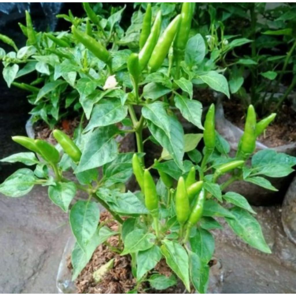 PROMO BIBIT POHON CABE RAWIT HIJAU/TANAMAN BIBIT CABE RAWIT HIJAU