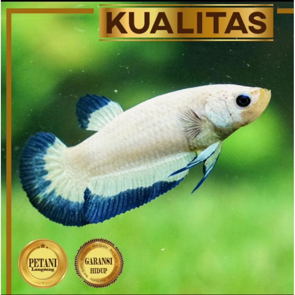 Cupang Betina Blue Rim Ikan Hias Aquascape Hiasan Aquarium