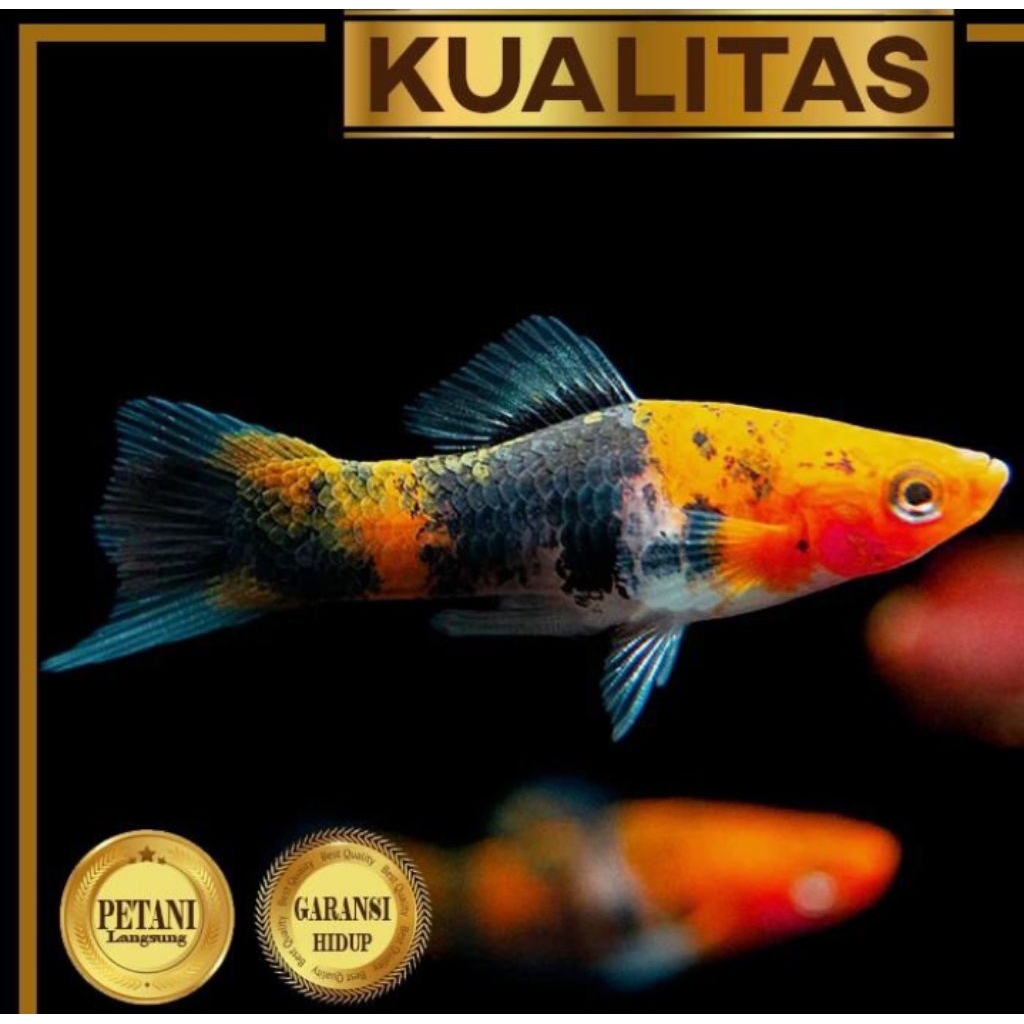 10 Ekor Platy Sanke Ikan Hias Aquarium