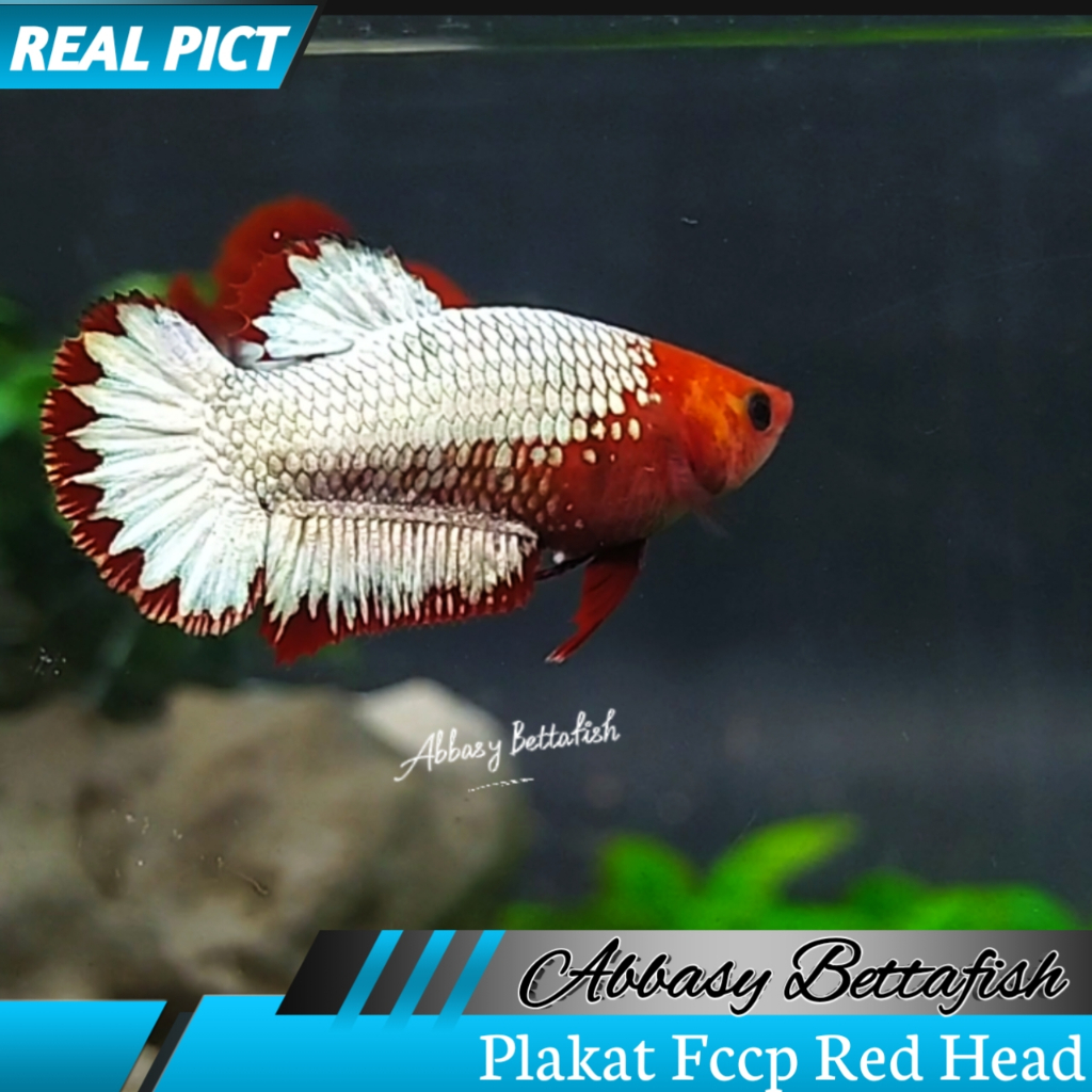 Plakat Fccp Red Head Betina Female Real Picture